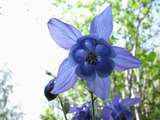 foto de flor de aguile�a  con tama�o de 160 X 120; ver distintas medidas disponibles a la derecha
